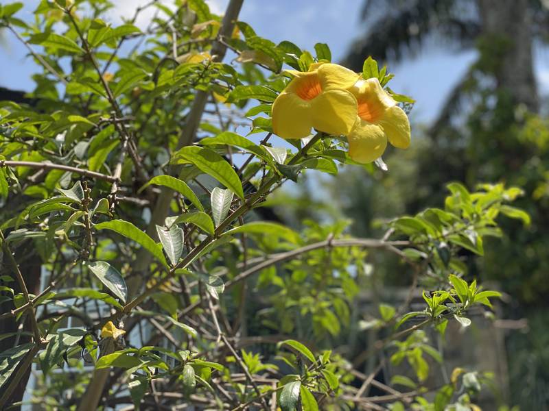 Manor on Lower Kabete - Grounds